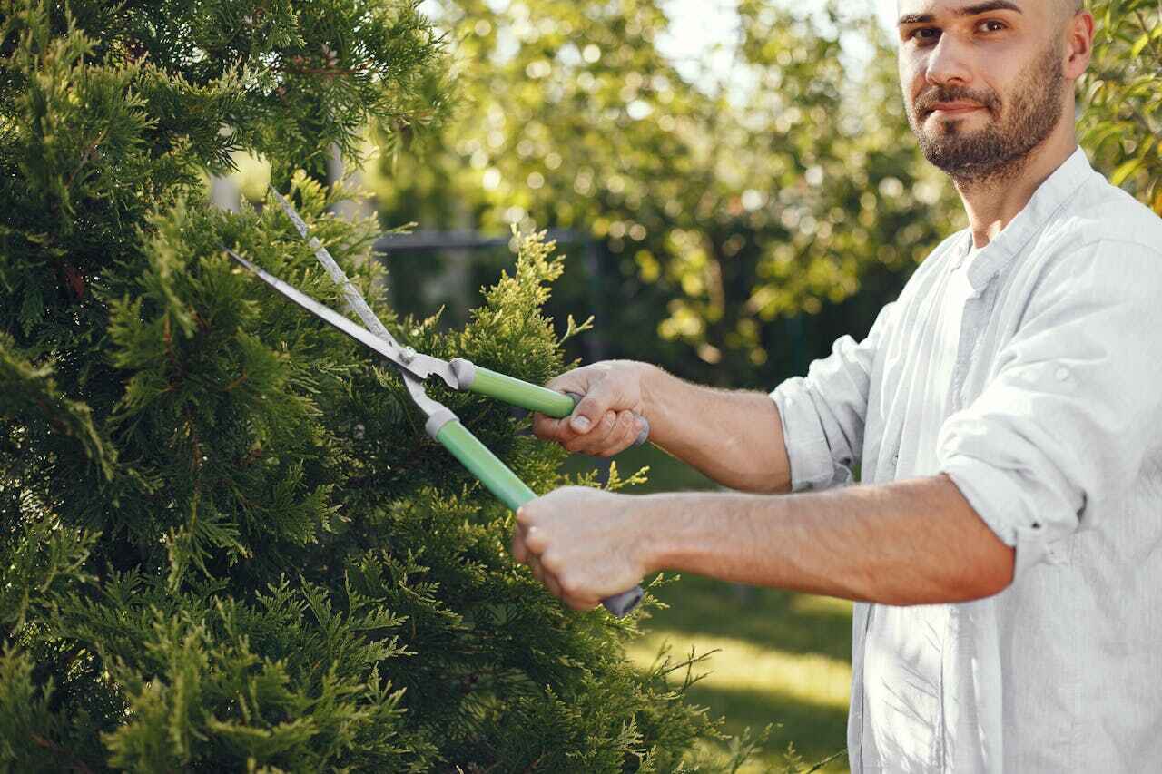 Best Local Tree Services  in Union City, MI